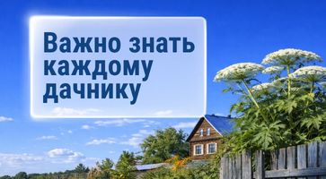 За что оштрафуют дачников в 2026 году